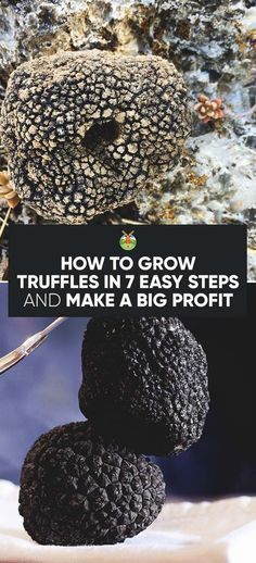 Growing Truffles, Growing Mushrooms At Home, Black Truffles, Mushroom Cultivation, Garden Mushrooms, Aquaponics System, Hydroponic Gardening, Indoor Gardening, Organic Vegetables