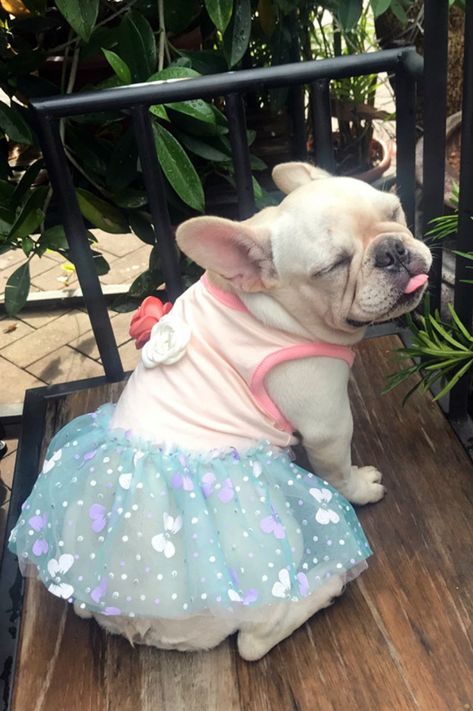 Comfy Dog Summer Dress Shirts for Medium Dogs French Bulldogs Medium Sized Dogs, Dog Accessories, French Bulldog Outfits, Bulldog Outfits, Cute French Bulldog, Infant Girl, Dog Dresses, Medium Dogs, Dress Shirts