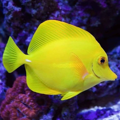 Yellow Tang, Blue Tang Fish, Tropical Fish Tanks, Live Aquarium Plants, Salt Water Fish, Yellow Fish, Saltwater Fish, Fish Supplies, Marine Fish