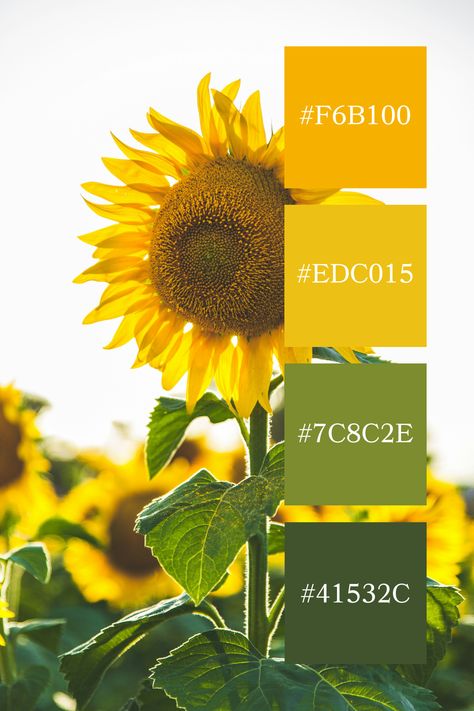 A bright green-yellow color palette centered around a vibrant sunflower, with lush green leaves and golden-yellow petals, radiating warmth and vitality. Sunflower Color Scheme, Yellow Palette Colour Schemes, Bright Green Color Palette, Yellow And Green Aesthetic, Green Yellow Color Palette, Color Palette Code, Yellow And Green Color Palette, Green And Yellow Color Palette, Color Scheme Generator