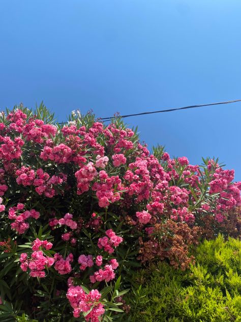 Nature, Art Headpiece, Pink Flowering Bushes, Bush Photography, Flowers Bush, Drawing Backgrounds, Flower Bushes, Bush Flowers, Flower Bush