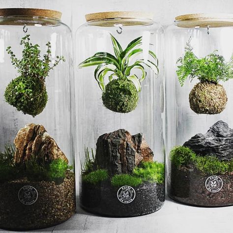 Mos Wand, Moss Gardens, Japanese Plants, Indoor Water Garden, Terrarium Ideas, Beautiful Terrariums, Moss Plant, نباتات منزلية, Moss Terrarium