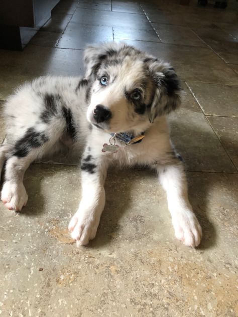 Australian shepherd Australia Shepherd Puppy, Australian Shepherd Puppy Aesthetic, Working Australian Shepherd, Australian Shepherd Working, Australian Shepherd Two Colored Eyes, Australian Shepherd On Farm, Aussie Shepherd, Australian Shepherd Puppy, Cute Dogs Images