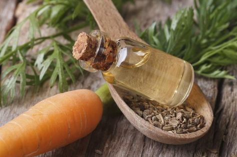 Carrot Oil as a Skin Remedy Benefits Of Frankincense Oil, Frankincense Benefits, Carrot Seed Essential Oil, Carrot Benefits, How To Plant Carrots, Carrots Oil, Daucus Carota, Japanese Skincare, Carrot Seed Oil