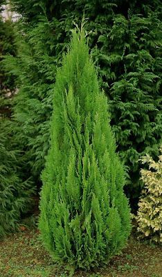 Trees Planet: Chamaecyparis lawsoniana - Lawson Cypress Chamaecyparis Lawsoniana, Evergreen Garden, Scientific Name, Outdoor Projects, Trees To Plant, Garden Plants, Trees, Exterior, Sun