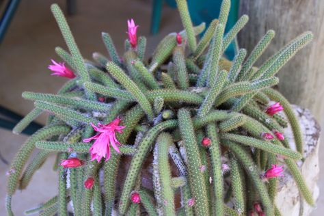 Disocactus flagelliformis • Rat-tail Cactus aka Rattail Cactus • Succulent/Cactus • hardy to 30 degrees, sun to partial shade, vibrant pink flowers bloom late winter/early spring, drought tolerant, suitable for xeriscaping Cactus Without Thorns, Rattail Cactus, Rat Tail Cactus, Golden Rat Tail Cactus, Cactus Images, Xeriscape Landscaping, Cactus With Red Flower, Christmas Cactus Plant, Rat Tail