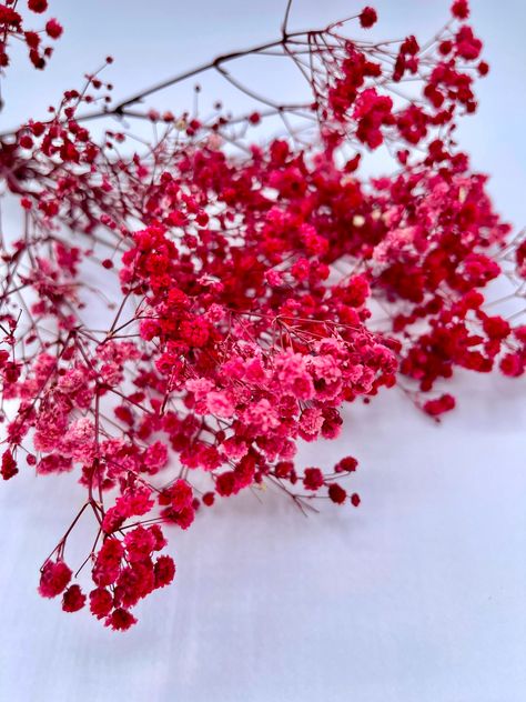 "3-4 stems of 12\"-13\" soft preserved gypsophila baby's breath flowers. Great quality very fluffy  Made to order  Free shipping on order over $35" Nature, Soft Red Aesthetic, Canva Backgrounds, Valentine Wallpapers, Realistic Wedding, Burgundy Aesthetic, Red Flower Bouquet, Honeymoon Avenue, Summer Color Palettes