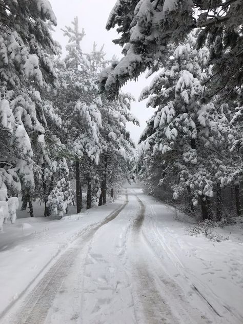 Winter In The Woods, Winter Road Aesthetic, Snowy Hills Aesthetic, Snowy Road, Snowy Road Aesthetic, Snowy Pine Trees Aesthetic, Japan Winter, Snow Night, Snowy Pine Forest Aesthetic