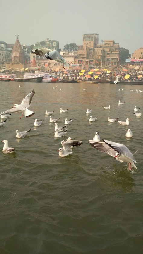 Siberian Birds in Varanasi Banaras Wallpapers, Banaras Trip, Banaras Aesthetic, Varanasi Aesthetic, Varanasi Photography Beautiful, Delhi Trip, Varanasi Photography, Mathura Vrindavan, Vrindavan Dham