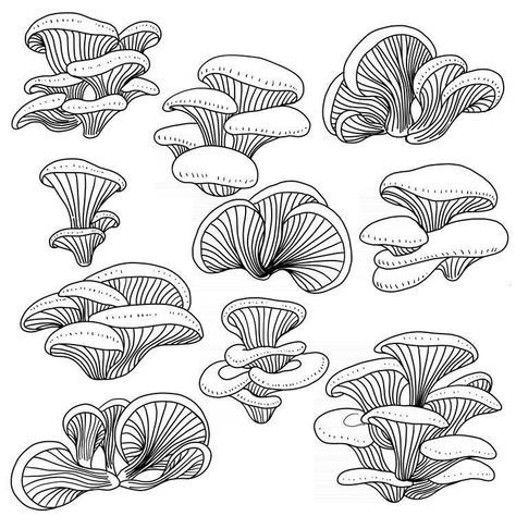 Doodle Mushroom Drawings, Flat Mushroom Drawing, Morrell Mushrooms Drawing, Mushroom Line Work Tattoo, Mushroom Black And White Drawing, Mushroom With Crystals Tattoo, Oyster Mushrooms Tattoo, Fungi Drawing Easy, Cordyceps Mushroom Drawing