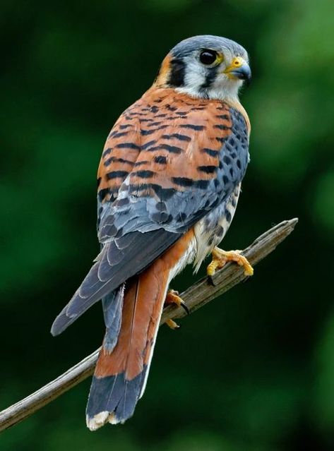 Kestrel Tattoo, Raptors Bird, American Kestrel, Manhattan Project, Most Beautiful Birds, Kestrel, Airbrush Art, Nature Birds, Bird Pictures