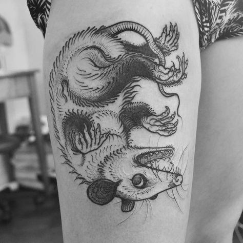 Possum Line Art, Brindle Dog Tattoo, Rat Tattoo Blackwork, Hedgehog Skeleton, Opossum Drawing, Opossum Skull, Possum Tattoo, Opossum Tattoo, Opossum Art