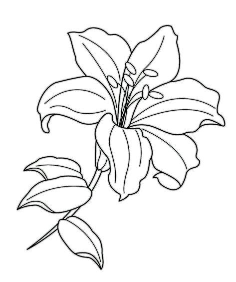 lily coloring and activity page Lilium Flower, Darkside Tattoo, Fantasy Tattoo, Lilies Drawing, Flower Line Drawings, Drawing Flowers, Stargazer Lily, Easter Lily, Lily Tattoo