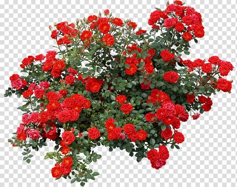 Flowers No Background, Rose Top View, Bushes Illustration, Flowers Top View, Rose Shrub, Flower Bushes, Apple Plant, Roses Illustration, Roses Png