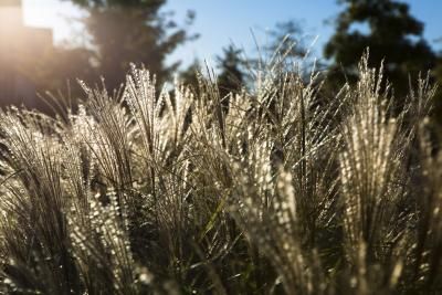 How to Care for Zebra Grass Miscanthus Sinensis, Hardiness Zones, Seed Heads, Grass Seed, Low Maintenance Plants, House Landscape, Flower Farm, Drought Tolerant, Zebras