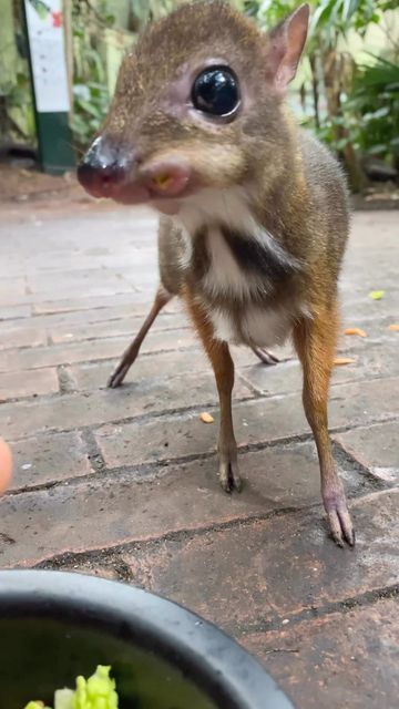 Mouse Deer, Funny Deer, Deer Photos, City Nature, Funny Mouse, Amazing Animal Pictures, Cute Small Animals, Cute Rats, Australian Flora