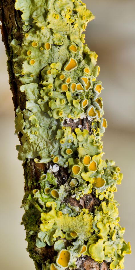 Common orange lichen (Xanthoria parietina) ~ By Norbert Nagel Skin Fungus, Lichen Moss, Mushroom Pictures, Growth And Decay, Plant Fungus, Slime Mould, Mushroom Fungi, Have Inspiration, Nail Fungus