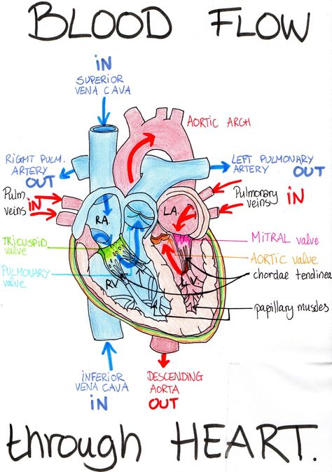 Cardiovascular System | Medical Biology illustrated notes Medical Biology, Emt Study, Medical Drawings, Nursing School Essential, Nursing School Motivation, Basic Anatomy And Physiology, Nurse Study Notes, Nursing Student Tips, Heart Anatomy