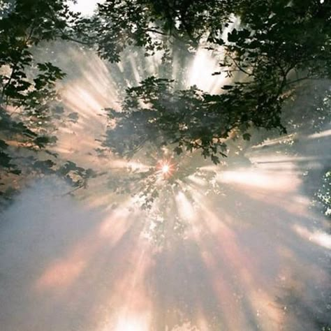 #Aesthetic #inspiration #love Ethereal Aesthetic, Pretty Pictures, Mood Board, The Sun, Art Photography, Trees, Sun, Film, Feelings