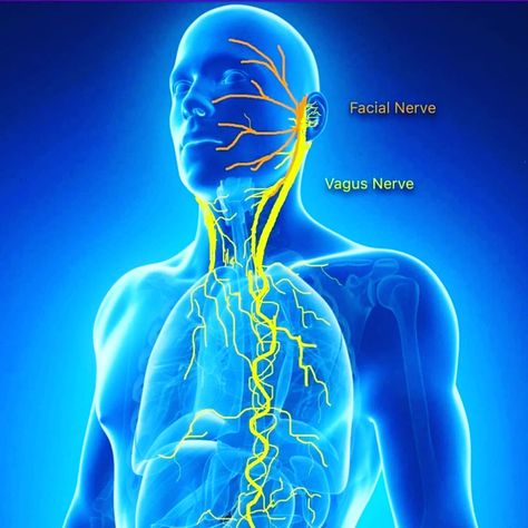 Reset Your Vagus Nerve in 5 minutes - Energize | Body Current Vagus Nerve Stimulator, Nerve Pain Remedies, Medical Qigong, Nerf Vague, Nervus Vagus, How To Pop Ears, Relaxation Response, Nerve Health, Autonomic Nervous System