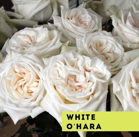 White Wedding Flowers, Wedding Flower, Flower Pictures, White Wedding, Florist, Wedding Flowers, Wedding Decorations, Roses, Candles