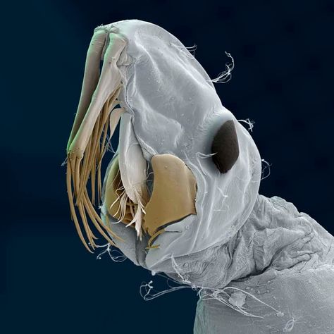 Micro-monsters: tiny but terrifying Electron Microscope Images, Foto Macro, Microscopic Organisms, Mosquito Larvae, Scanning Electron Micrograph, Microscopic Photography, Micro Photography, Monster Under The Bed, Microscopic Images