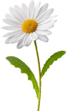 Daisy Flower Drawing, Daisy Image, April Birth Flower, Daisy Tattoo, Daisy Art, Pola Sulam, Tapeta Pro Iphone, White Daisy, Birth Flowers