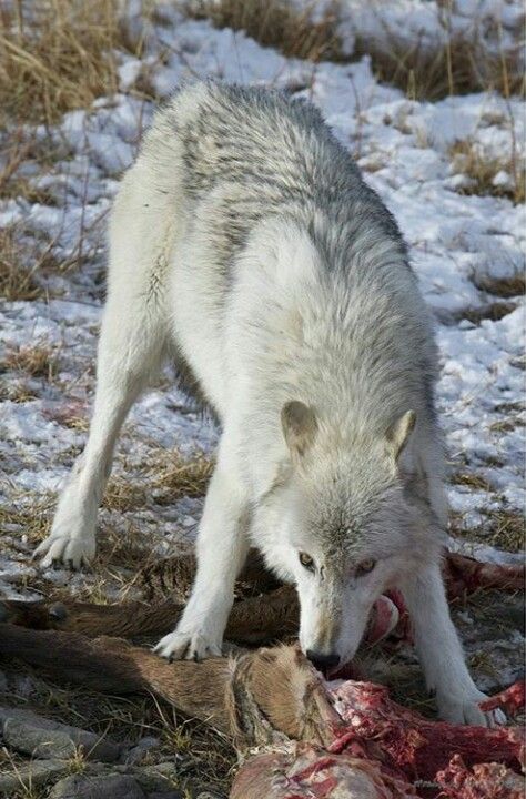 Timber wolf Wolf Husky, Wolf Images, Wolf Photos, Timber Wolf, Wolf Love, Wolf Pictures, Beautiful Wolves, Wolf Spirit, Dog Biting