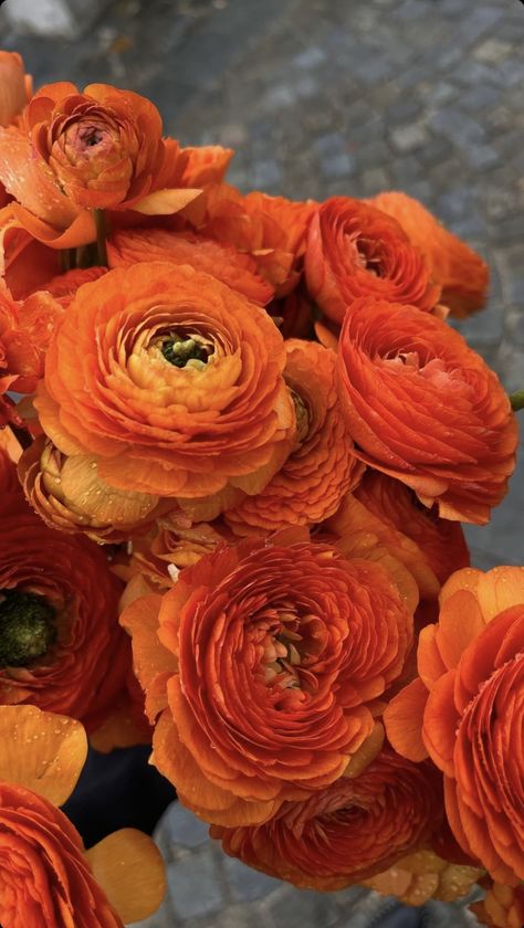 Orange Peonies, Orange Ranunculus, Fancy Flowers, Iphone Wallpaper Fall, Flower Collection, People Happy, Flowers Aesthetic, Iphone Wallpaper Photos, Diet Food