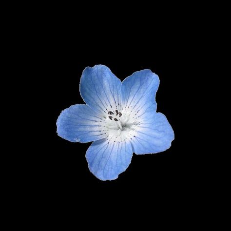 Blue Flower Aesthetic, Blue Flower Png, Aesthetic Transparent, Carrd Png, Png Flower, Flower Icons, Blue Flower, Blue