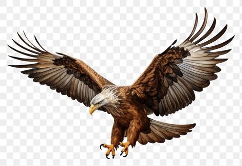 Eagle Tattoo Arm, Eagle Illustration, Eagle Artwork, Bird Png, Eagle Flying, Eagle Drawing, Eagle Images, Eagle Pictures, Flying Eagle