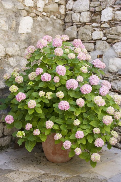 French Hydrangea, Hydrangea Potted, Big Leaf Hydrangea, Hydrangea Varieties, Kalanchoe Blossfeldiana, Tattoo Plant, Smooth Hydrangea, Hydrangea Quercifolia, Panicle Hydrangea