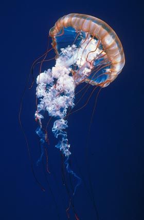 Photograph of he Sea Nettle Medusa Animal, Jellyfish Facts, Jellyfish Pictures, Jellyfish Lantern, Jellyfish Jewelry, Jellyfish Photography, Jellyfish Costume, Jellyfish Illustration, Jellyfish Tank