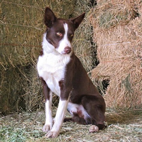 Cinch Short Hair Border Collie Dogs, Border Collie Short Hair, Smooth Coat Border Collie, Short Hair Border Collie, Short Haired Border Collie, Mcnab Dog, Border Collie Mix, Border Collie Dog, Water Dog