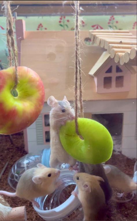 Mice eating and playing with apple Diy Mouse Toys, Diy Rat Toys, Pet Rat Cages, Rat Cage Accessories, Fancy Mouse, Mouse Cage, Enrichment Projects, Hamster Diy, Baby Rats