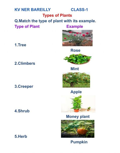 Herbs Shrubs Climbers Creepers Worksheet, Types Of Plants Chart, Types Of Plants Worksheets For Grade 1, Types Of Plants For Kids Chart, Types Of Plants Worksheet, Trees Name In English, Plants Study, Kg Worksheets, Evs Worksheet