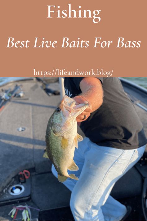 Fishing Basics, Bass Bait, Fishing For Beginners, Bass Fishing Lures, Bass Lures, Bass Fishing Tips, Smallmouth Bass, Crappie Fishing, Fishing Techniques