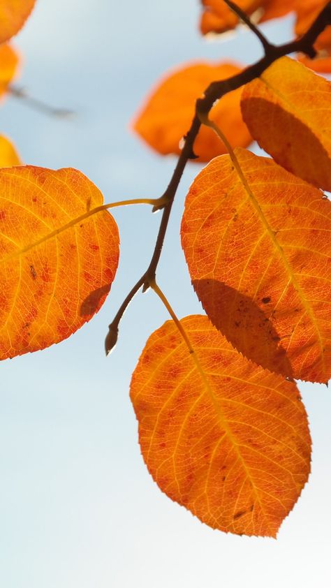 Aesthetic Textures, Mirror Shards, Fall Core, Orange Stuff, Leaves Wallpaper Iphone, Autumn Leaves Wallpaper, November Wallpaper, Moodboard Inspo, Aesthetic Orange