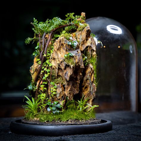 Millipedes, Mountain Terrarium, Cloche Terrarium, Forest Room Decor, Build A Terrarium, Plant In Glass, Open Terrariums, Dragon Stone, Beautiful Terrariums