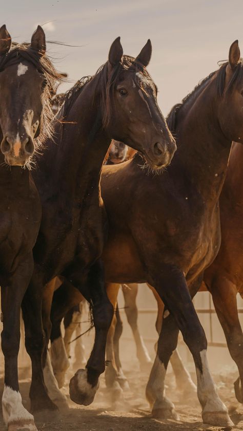 Alexis Cady- Rodeo Photographer (@wildredrodeo) • Instagram photos and videos Rodeo Photography, Cowboy Prayer, Western Photos, Novel Aesthetic, Western Photo, Crystal City, Rodeo Horses, Say A Prayer, Horse Aesthetic