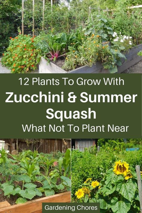 What To Plant With Zucchini, How To Plant Squash Raised Beds, How To Grow Squash In A Raised Bed, Planting Zucchini In Raised Beds, Planting Squash In Garden, Squash In Raised Beds, Companion Plants For Zucchini, How To Plant Squash, Planting Squash Raised Beds