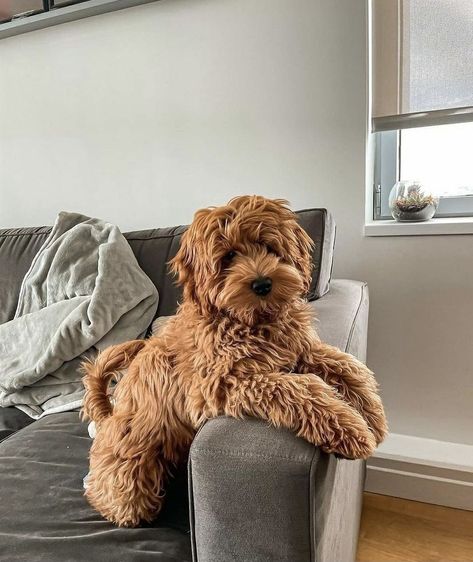 Bernedoodle Puppy, Designer Dogs, Cutest Puppies, Goldendoodle Puppy, Cute Little Puppies, Cute Animals Images, Cute Dogs And Puppies, Little Puppies