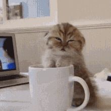 Cute Cat Gif, Cute Cats And Kittens, Cute Animal Videos, Cute Kittens, Cute Creatures, 귀여운 동물, Animal Memes, Baby Cats