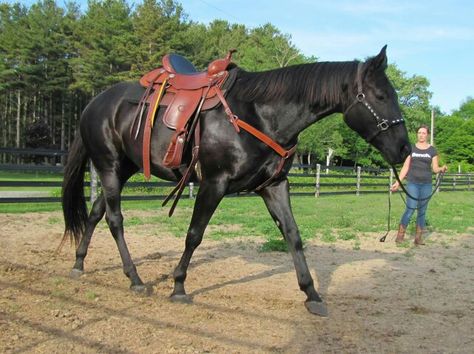 Black Quarter Horse Black Quarter Horse, Mustang Makeover, Quarter Horse Mare, Trail Horse, Horse Coat Colors, Inspirational Horse Quotes, Horse Show Clothes, Barrel Racing Horses, Rodeo Horses