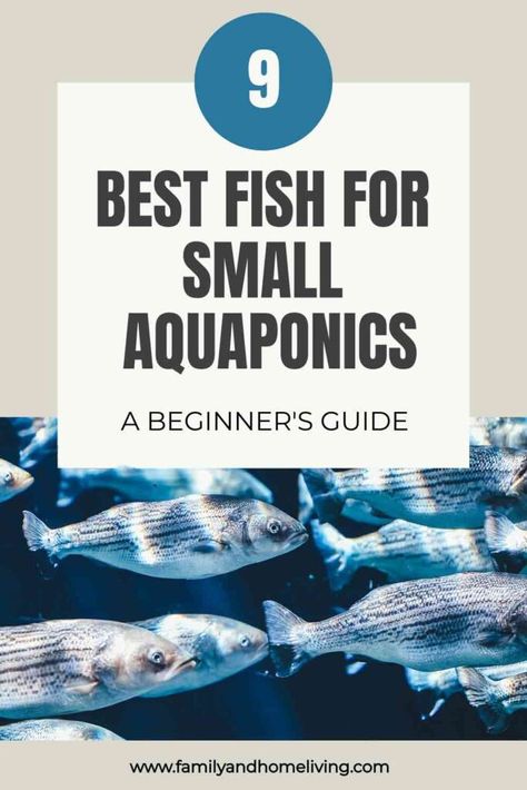 The Best Fish For Small Aquaponics & Backyard Farmers: A Beginners Guide 2 Backyard Fish Farm, Fish Tank Garden Aquaponics, Aquaponics Fish Tank, Fish Tank Aquaponics, Best Fish For Aquaponics, Indoor Hydroponic Gardening, Fish Tank Garden, Indoor Aquaponics, Sustainable Homestead