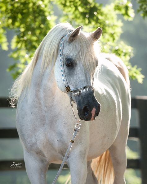 Felicity DH (Falcon BHF x RTA Phenomenon) 2001 grey mare - breeder unknown Arabic Horse, Arabian Horse Art, Horse Herd, Beautiful Horse Pictures, Beautiful Arabian Horses, Grey Shades, Horse Wallpaper, Majestic Horse, Arabian Horses