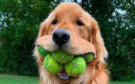 Golden Retriever Names, Dog Barrier, Dog Obsessed, Dog Ball, Cute Dog Pictures, Dog People, World Record, Tennis Balls, Old Dogs