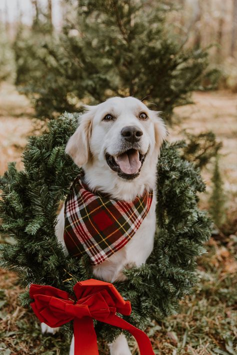 Golden Retriever Christmas Photoshoot, Holiday Card Poses With Dog, Christmas Photos Dogs Family, Dog Christmas Pictures Outdoor, Family Dog Christmas Pictures, Christmas Dog Photography Outdoor, Tree Farm Photo Shoot With Dog, Golden Retriever Christmas Pictures, Pet Family Photos Christmas Cards