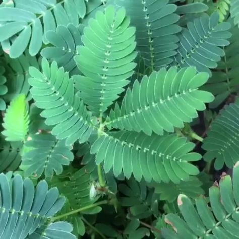 Shy Plant, Mimosa Plant, Mimosa Pudica, Sensitive Plant, Succulent Garden Design, Witch Garden, Perennial Herbs, Modern Crafts, Painting Lessons