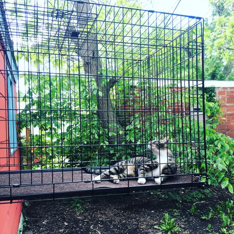 Dog Crate Ideas Outdoor, Diy Cat Run, Portable Catio For Cats, Diy Catios For Cats Outside Easy, Joshamee Gibbs, Apartment Cat, Kitty Furniture, Catio Plans, Ship Life